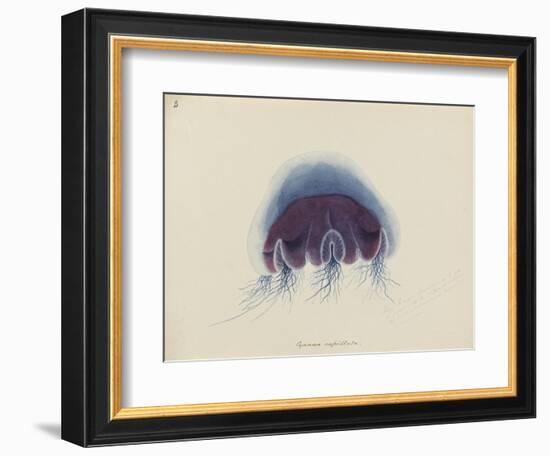 Cyanea Capillata: Lion's Mane Jellyfish-Philip Henry Gosse-Framed Giclee Print