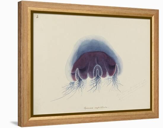 Cyanea Capillata: Lion's Mane Jellyfish-Philip Henry Gosse-Framed Premier Image Canvas