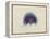 Cyanea Capillata: Lion's Mane Jellyfish-Philip Henry Gosse-Framed Premier Image Canvas