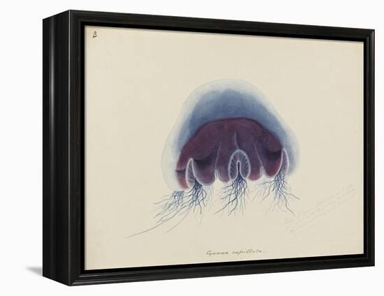 Cyanea Capillata: Lion's Mane Jellyfish-Philip Henry Gosse-Framed Premier Image Canvas