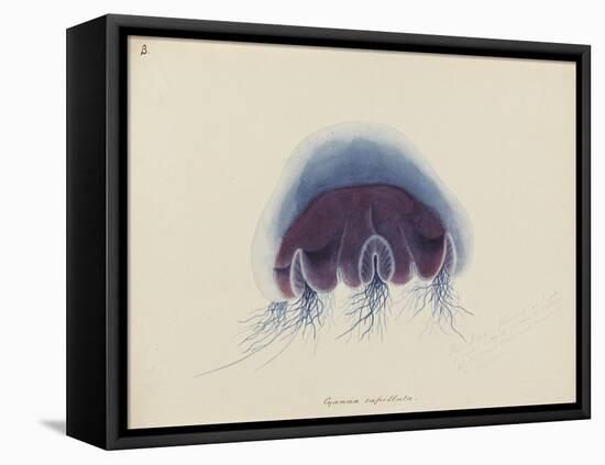 Cyanea Capillata: Lion's Mane Jellyfish-Philip Henry Gosse-Framed Premier Image Canvas