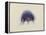 Cyanea Capillata: Lion's Mane Jellyfish-Philip Henry Gosse-Framed Premier Image Canvas