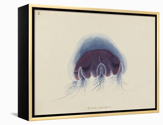 Cyanea Capillata: Lion's Mane Jellyfish-Philip Henry Gosse-Framed Premier Image Canvas