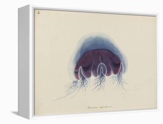 Cyanea Capillata: Lion's Mane Jellyfish-Philip Henry Gosse-Framed Premier Image Canvas