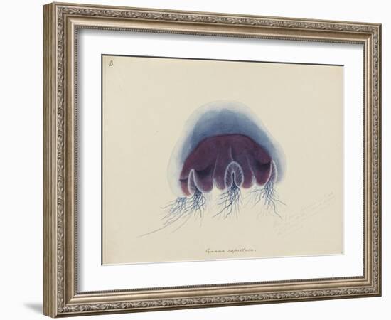 Cyanea Capillata: Lion's Mane Jellyfish-Philip Henry Gosse-Framed Giclee Print