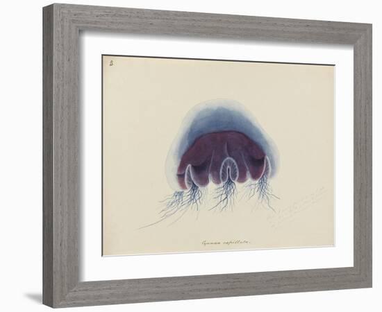 Cyanea Capillata: Lion's Mane Jellyfish-Philip Henry Gosse-Framed Giclee Print