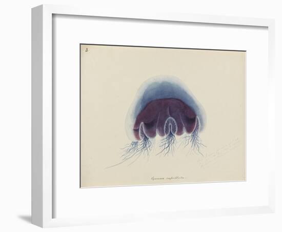 Cyanea Capillata: Lion's Mane Jellyfish-Philip Henry Gosse-Framed Giclee Print