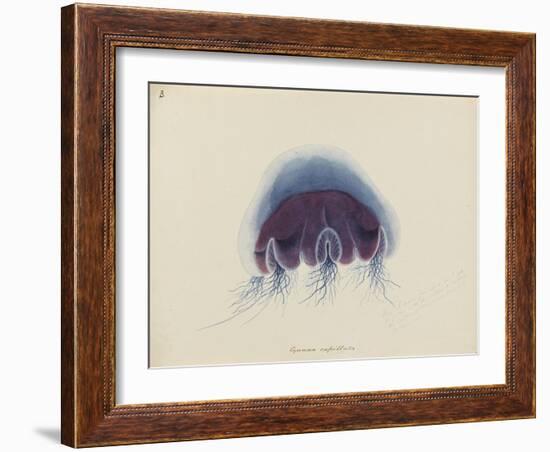 Cyanea Capillata: Lion's Mane Jellyfish-Philip Henry Gosse-Framed Giclee Print