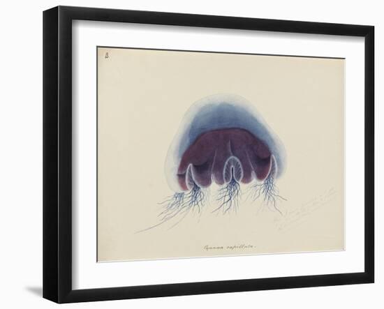 Cyanea Capillata: Lion's Mane Jellyfish-Philip Henry Gosse-Framed Giclee Print