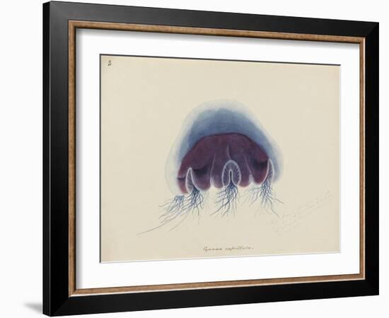 Cyanea Capillata: Lion's Mane Jellyfish-Philip Henry Gosse-Framed Giclee Print