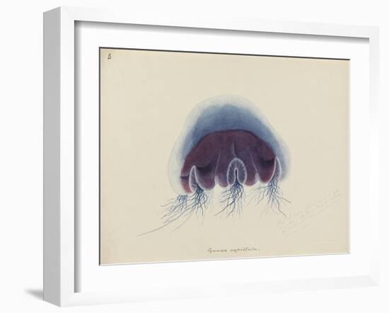 Cyanea Capillata: Lion's Mane Jellyfish-Philip Henry Gosse-Framed Giclee Print