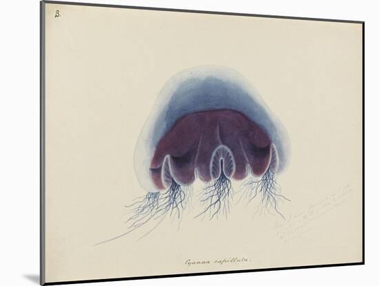 Cyanea Capillata: Lion's Mane Jellyfish-Philip Henry Gosse-Mounted Giclee Print