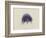 Cyanea Capillata: Lion's Mane Jellyfish-Philip Henry Gosse-Framed Premium Giclee Print
