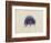 Cyanea Capillata: Lion's Mane Jellyfish-Philip Henry Gosse-Framed Premium Giclee Print