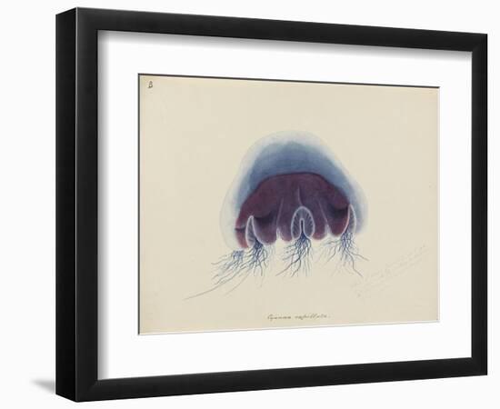 Cyanea Capillata: Lion's Mane Jellyfish-Philip Henry Gosse-Framed Premium Giclee Print