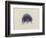 Cyanea Capillata: Lion's Mane Jellyfish-Philip Henry Gosse-Framed Premium Giclee Print