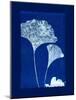 Cyanotype Ginko-Dan Zamudio-Mounted Art Print