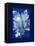 Cyanotype Leaf-Dan Zamudio-Framed Stretched Canvas