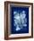 Cyanotype Leaf-Dan Zamudio-Framed Art Print