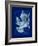 Cyanotype Maple-Dan Zamudio-Framed Art Print