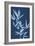 Cyanotype No.2-Renee W. Stramel-Framed Art Print