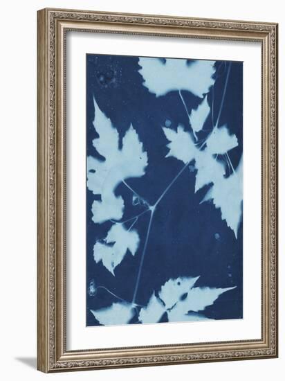 Cyanotype No.9-Renee W. Stramel-Framed Art Print