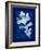 Cyanotype Oak-Dan Zamudio-Framed Art Print