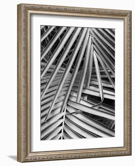 Cycad, Michigan 80-Monte Nagler-Framed Photographic Print