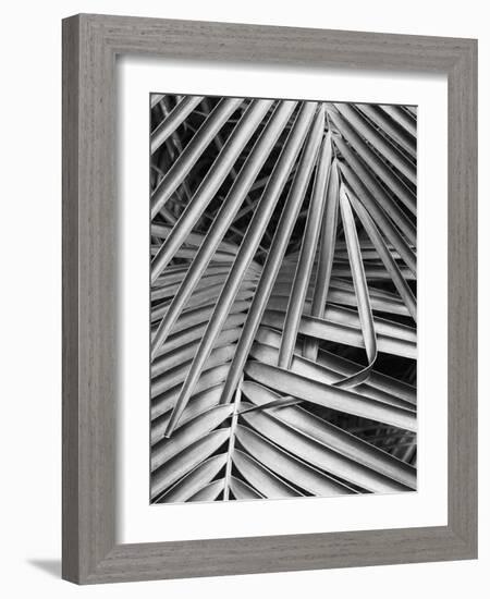 Cycad, Michigan 80-Monte Nagler-Framed Photographic Print