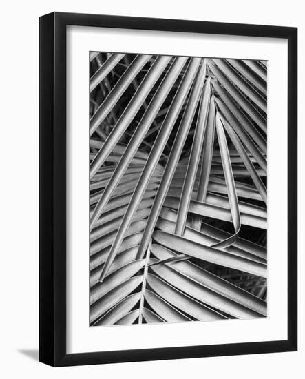 Cycad, Michigan 80-Monte Nagler-Framed Photographic Print