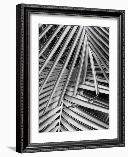 Cycad, Michigan 80-Monte Nagler-Framed Photographic Print