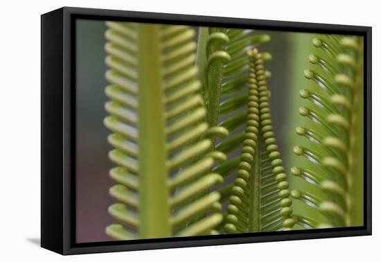 Cycad palm leaves,  Raja Ampat, Western Papua, Indonesian New Guinea-Staffan Widstrand-Framed Premier Image Canvas