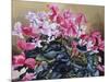 Cyclamen, 2004-Christopher Ryland-Mounted Giclee Print