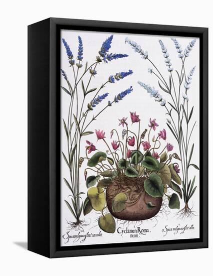 Cyclamen and Lavender Engraving by Georg Dionysius Ehret, from The Hortus Eystettensis-Basilius Besler-Framed Premier Image Canvas