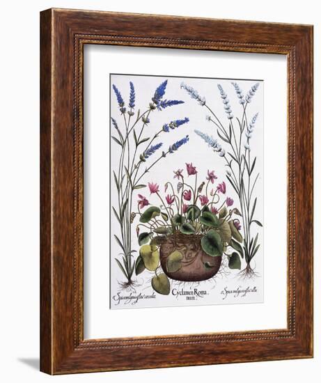 Cyclamen and Lavender Engraving by Georg Dionysius Ehret, from The Hortus Eystettensis-Basilius Besler-Framed Giclee Print