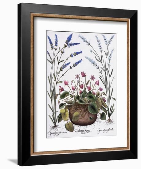 Cyclamen and Lavender Engraving by Georg Dionysius Ehret, from The Hortus Eystettensis-Basilius Besler-Framed Giclee Print