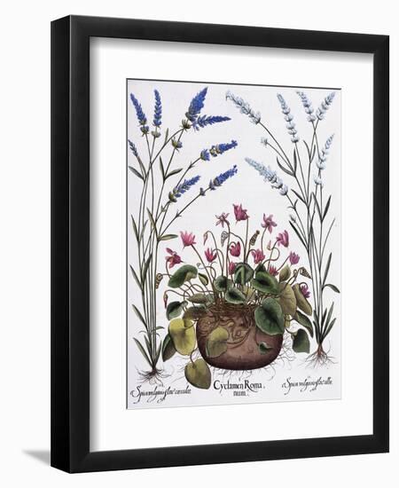 Cyclamen and Lavender Engraving by Georg Dionysius Ehret, from The Hortus Eystettensis-Basilius Besler-Framed Giclee Print