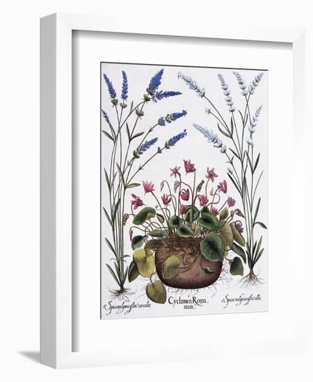 Cyclamen and Lavender Engraving by Georg Dionysius Ehret, from The Hortus Eystettensis-Basilius Besler-Framed Giclee Print