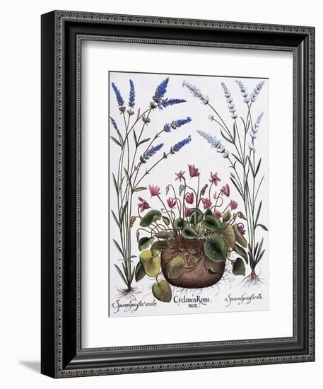 Cyclamen and Lavender Engraving by Georg Dionysius Ehret, from The Hortus Eystettensis-Basilius Besler-Framed Giclee Print