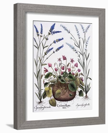 Cyclamen and Lavender Engraving by Georg Dionysius Ehret, from The Hortus Eystettensis-Basilius Besler-Framed Giclee Print