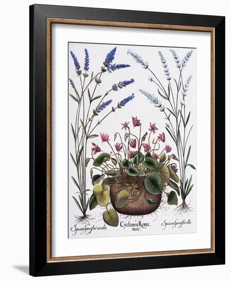 Cyclamen and Lavender Engraving by Georg Dionysius Ehret, from The Hortus Eystettensis-Basilius Besler-Framed Giclee Print