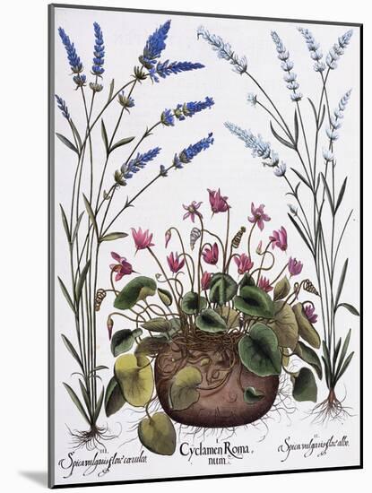 Cyclamen and Lavender Engraving by Georg Dionysius Ehret, from The Hortus Eystettensis-Basilius Besler-Mounted Giclee Print