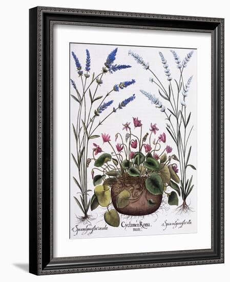 Cyclamen and Lavender Engraving by Georg Dionysius Ehret, from The Hortus Eystettensis-Basilius Besler-Framed Giclee Print