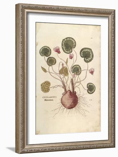 Cyclamen (Cyclaminus) by Leonhart Fuchs from De Historia Stirpium Commentarii Insignes (Notable Com-null-Framed Giclee Print