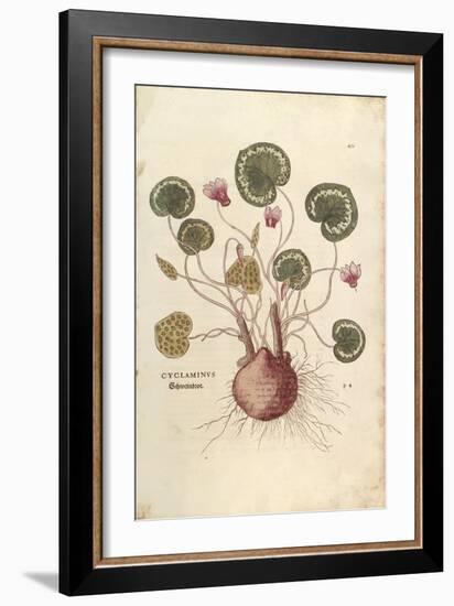 Cyclamen (Cyclaminus) by Leonhart Fuchs from De Historia Stirpium Commentarii Insignes (Notable Com-null-Framed Giclee Print