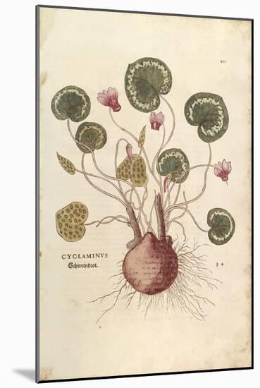 Cyclamen (Cyclaminus) by Leonhart Fuchs from De Historia Stirpium Commentarii Insignes (Notable Com-null-Mounted Giclee Print