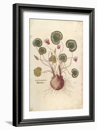 Cyclamen (Cyclaminus) by Leonhart Fuchs from De Historia Stirpium Commentarii Insignes (Notable Com-null-Framed Giclee Print