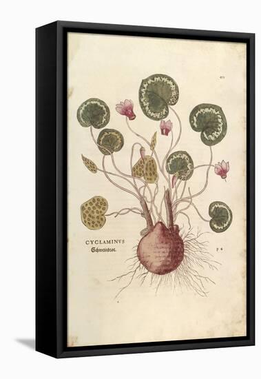 Cyclamen (Cyclaminus) by Leonhart Fuchs from De Historia Stirpium Commentarii Insignes (Notable Com-null-Framed Premier Image Canvas