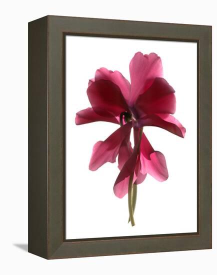 Cyclamen Dance, 2009-Julia McLemore-Framed Premier Image Canvas