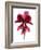 Cyclamen Dance, 2009-Julia McLemore-Framed Photographic Print